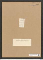 Diatomeae indet. Zeichnungen Sammlung Grunow Nr. 3293 (NHMW-BOT-W0370779)